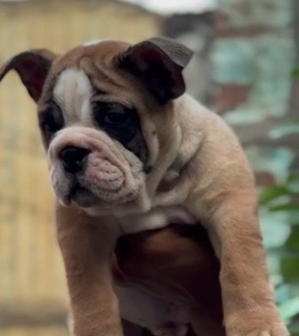 Purchase KCI Registered English bulldog Puppy from Ahmedabad